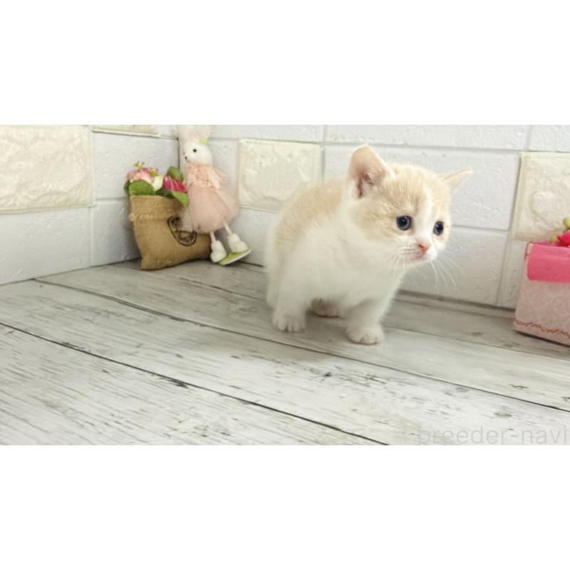 販売中の埼玉県のマンチカン-136509の5枚目