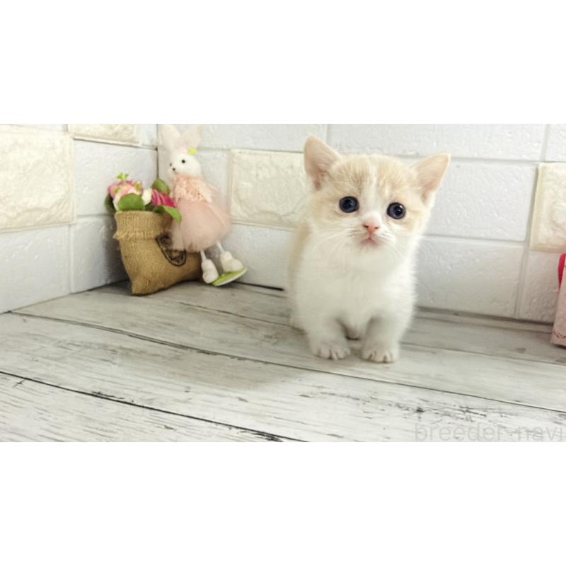 販売中の埼玉県のマンチカン-136509の3枚目