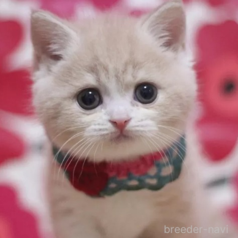 販売中の東京都のスコティッシュフォールド-136510