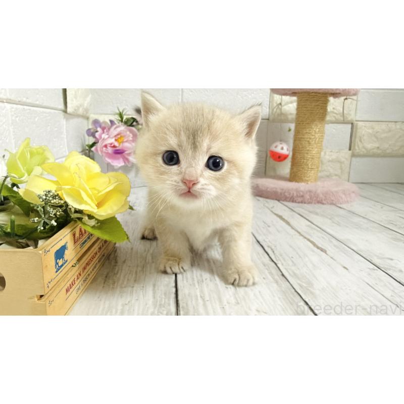 販売中の埼玉県のブリティッシュショートヘア-136511