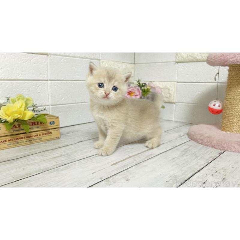 販売中の埼玉県のブリティッシュショートヘア-136511の11枚目