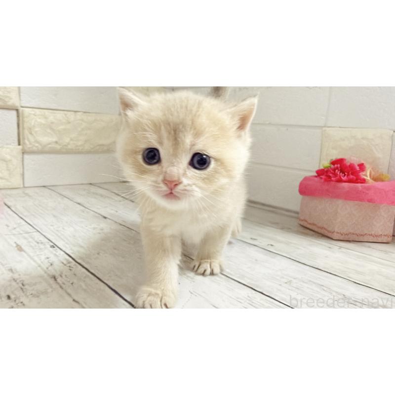 販売中の埼玉県のブリティッシュショートヘア-136511の10枚目