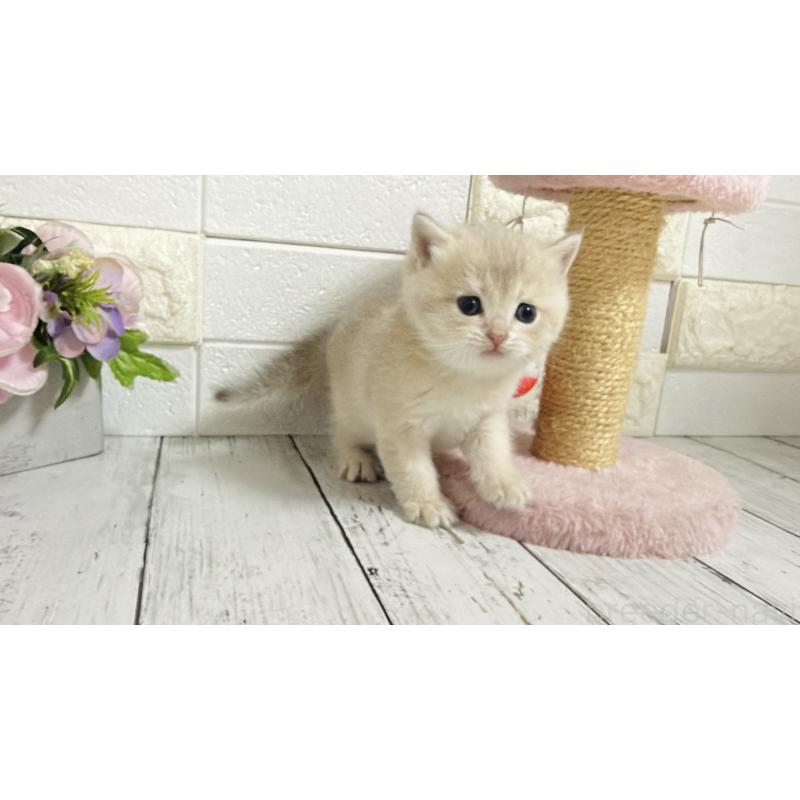 販売中の埼玉県のブリティッシュショートヘア-136511の9枚目