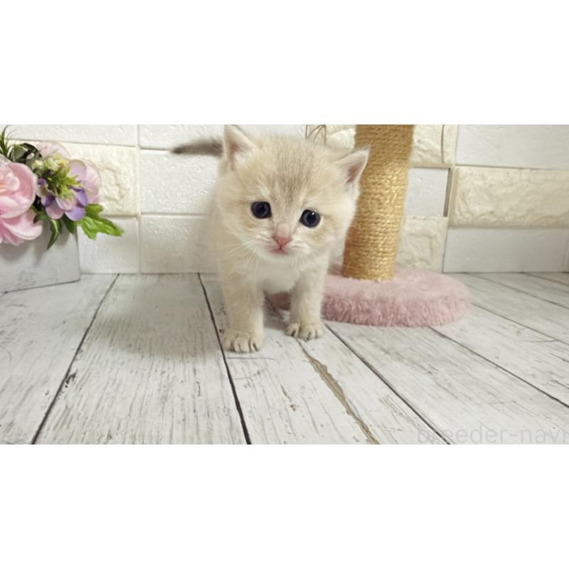 販売中の埼玉県のブリティッシュショートヘア-136511の8枚目