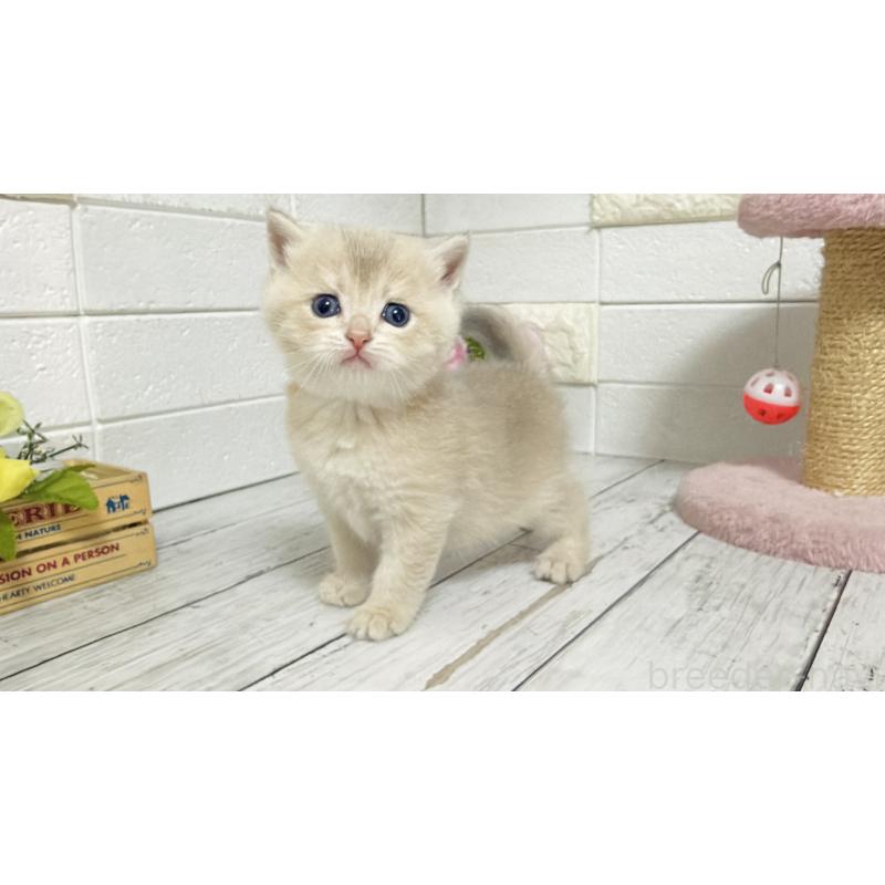 販売中の埼玉県のブリティッシュショートヘア-136511の7枚目