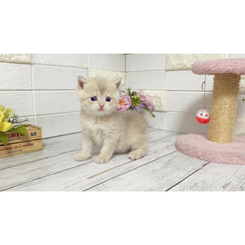 販売中の埼玉県のブリティッシュショートヘア-136511の6枚目