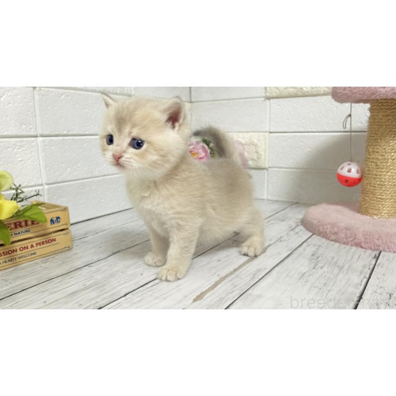 販売中の埼玉県のブリティッシュショートヘア-136511の5枚目