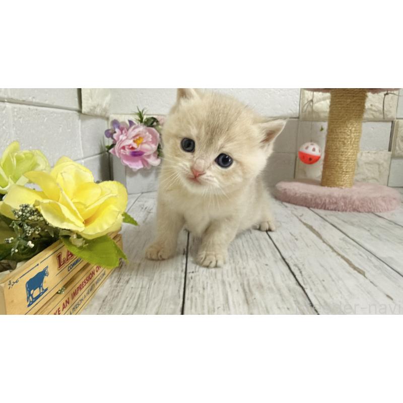 販売中の埼玉県のブリティッシュショートヘア-136511の4枚目