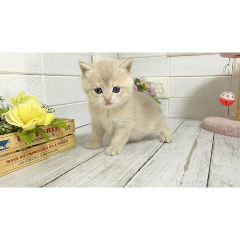 販売中の埼玉県のブリティッシュショートヘア-136511の3枚目