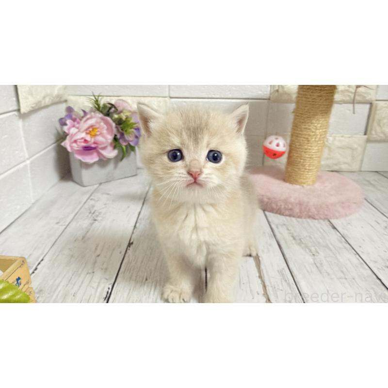 販売中の埼玉県のブリティッシュショートヘア-136511の2枚目