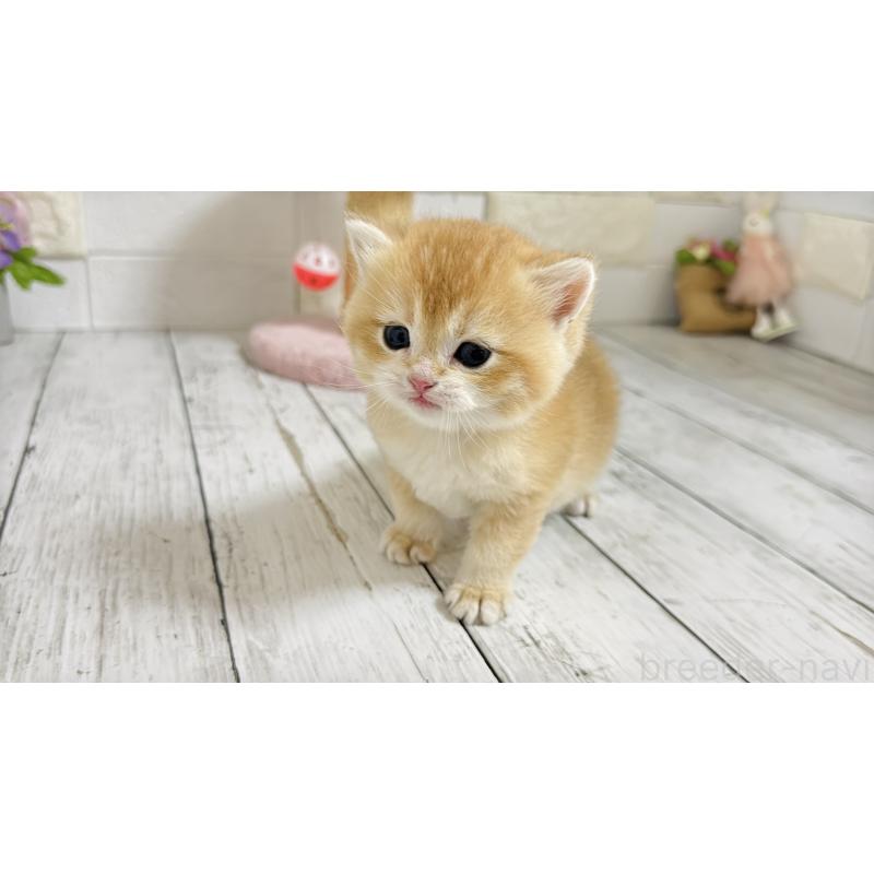 販売中の埼玉県のブリティッシュショートヘア-136512の8枚目