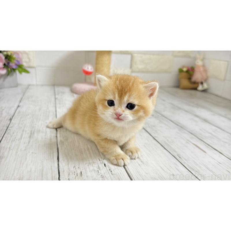 販売中の埼玉県のブリティッシュショートヘア-136512の7枚目