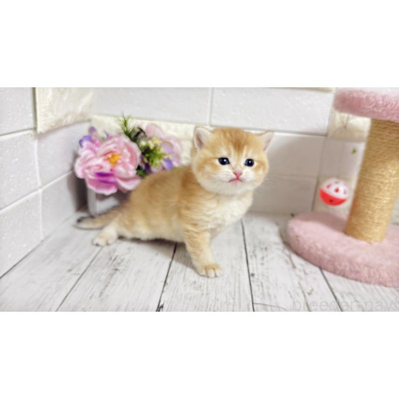 販売中の埼玉県のブリティッシュショートヘア-136512の6枚目