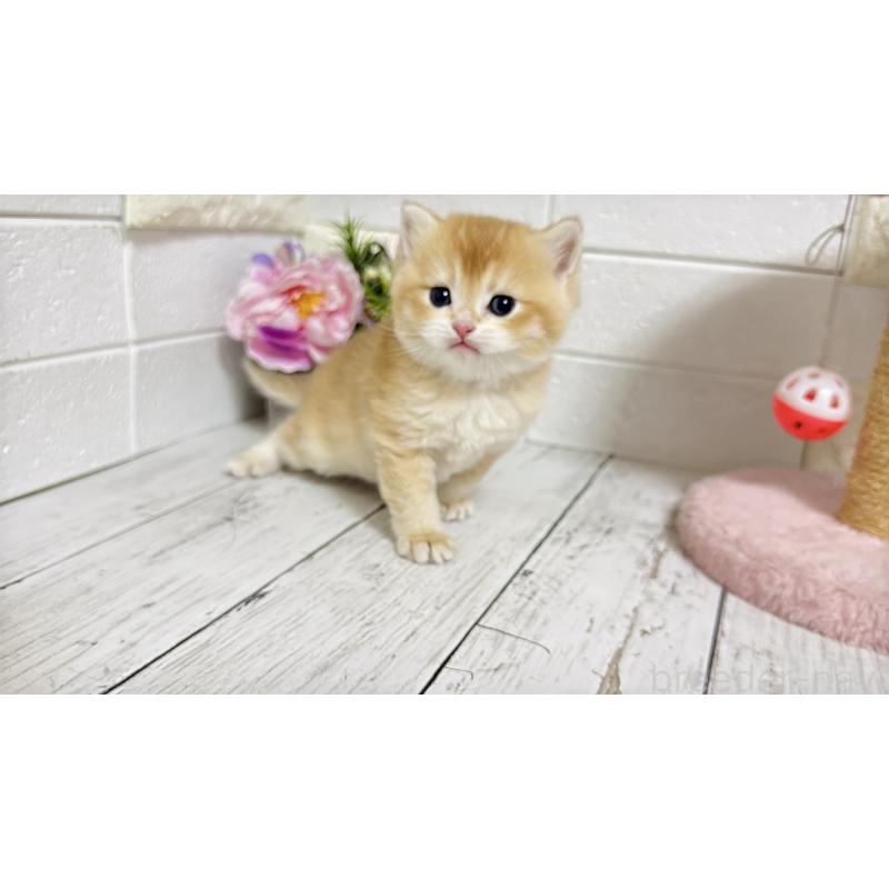 販売中の埼玉県のブリティッシュショートヘア-136512の5枚目