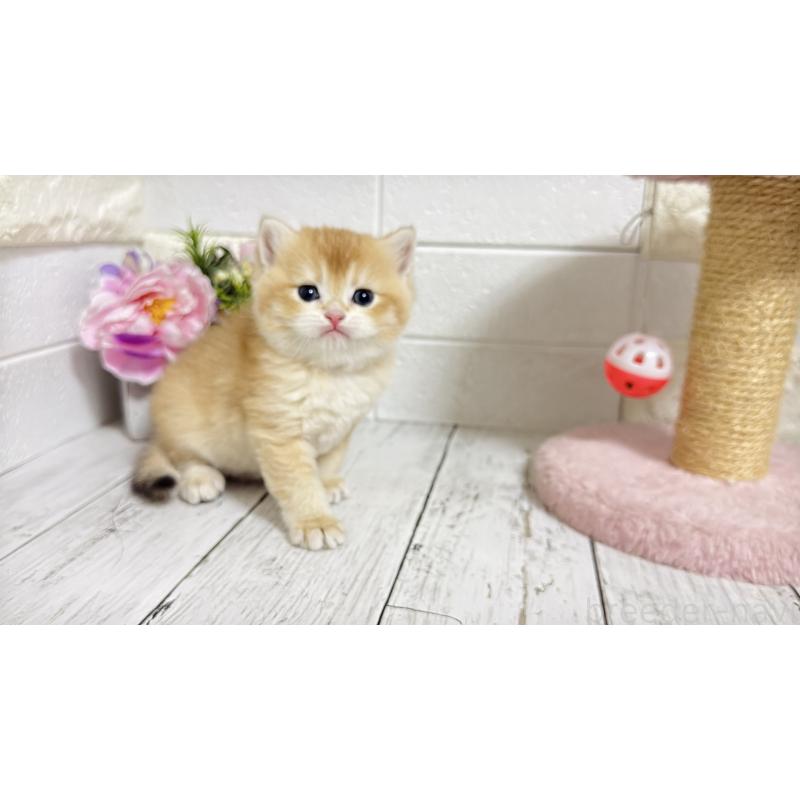 販売中の埼玉県のブリティッシュショートヘア-136512の3枚目