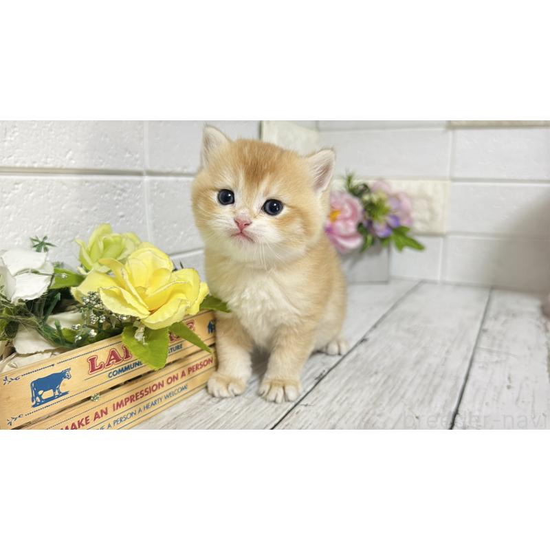 販売中の埼玉県のブリティッシュショートヘア-136512の2枚目