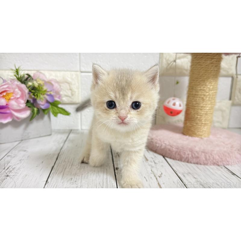 販売中の埼玉県のブリティッシュショートヘア-136514