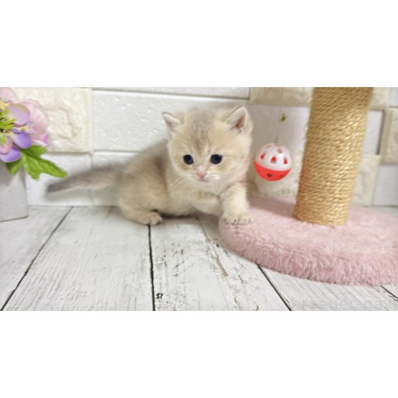 販売中の埼玉県のブリティッシュショートヘア-136514の12枚目