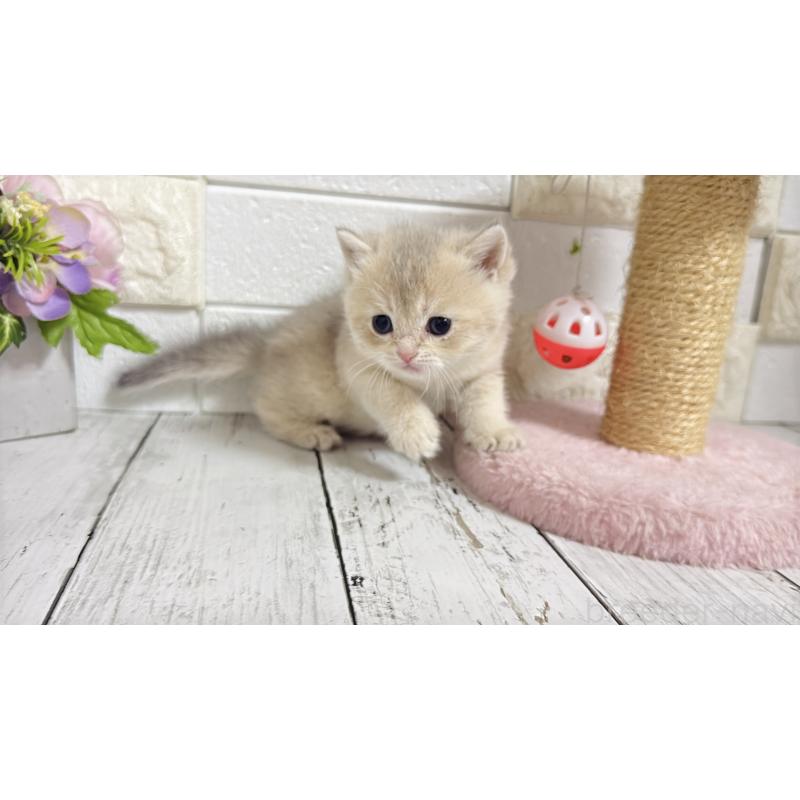 販売中の埼玉県のブリティッシュショートヘア-136514の10枚目