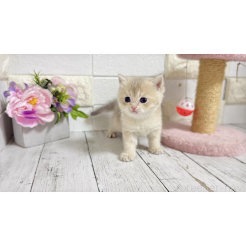 販売中の埼玉県のブリティッシュショートヘア-136514の9枚目