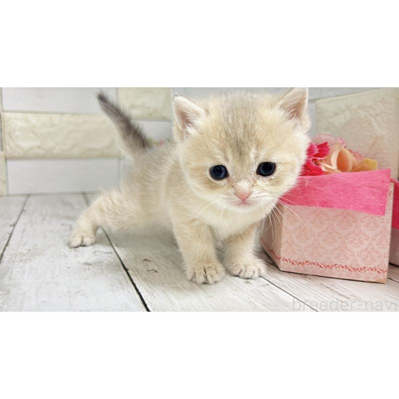 販売中の埼玉県のブリティッシュショートヘア-136514の7枚目