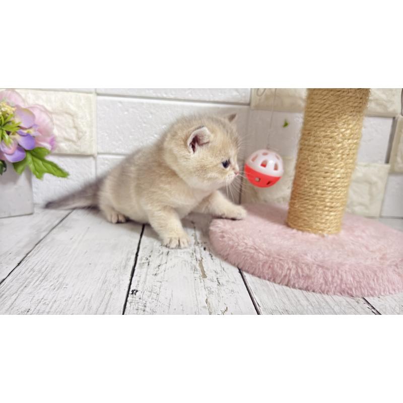 販売中の埼玉県のブリティッシュショートヘア-136514の6枚目