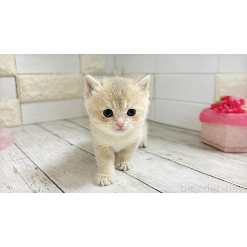 販売中の埼玉県のブリティッシュショートヘア-136514の5枚目