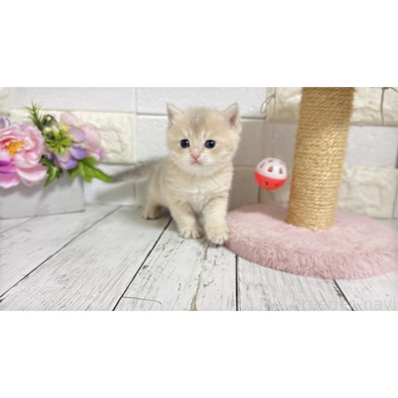 販売中の埼玉県のブリティッシュショートヘア-136514の4枚目