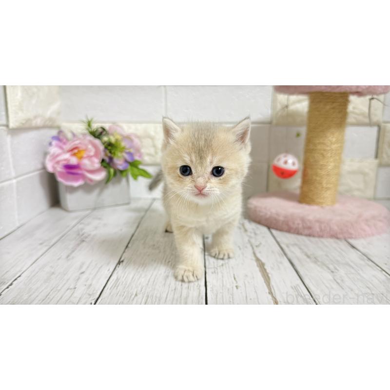 販売中の埼玉県のブリティッシュショートヘア-136514の3枚目