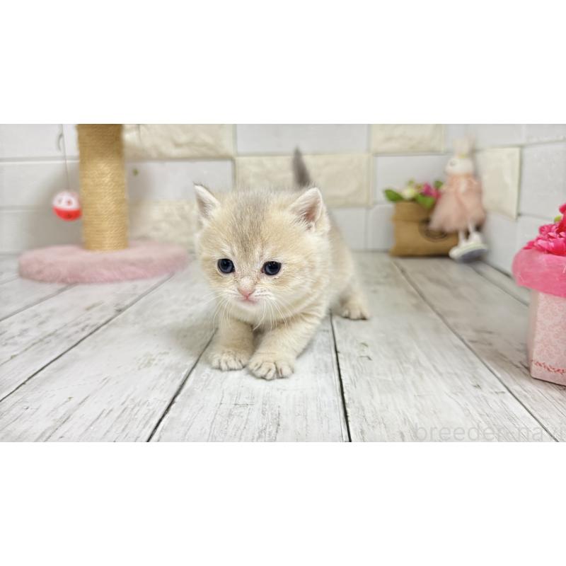 販売中の埼玉県のブリティッシュショートヘア-136514の2枚目