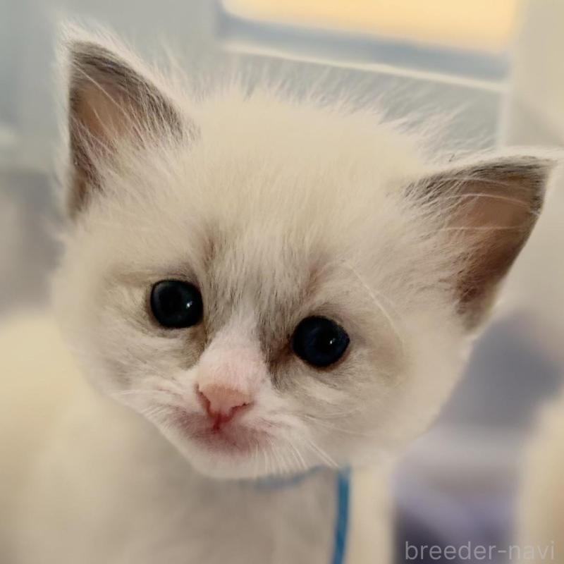 販売中の鹿児島県のラグドール-136515の1枚目