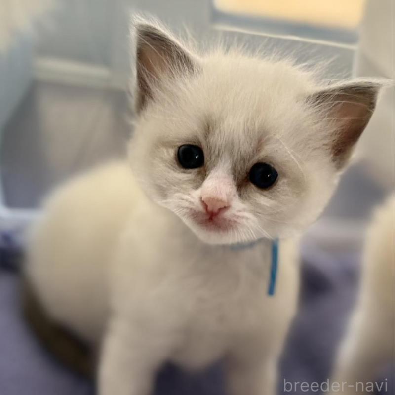 販売中の鹿児島県のラグドール-136515の2枚目