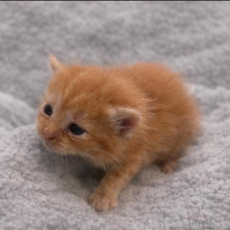 販売中の福岡県のスコティッシュフォールド(折れ耳)-136516の3枚目