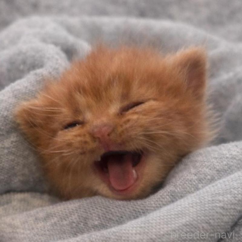 販売中の福岡県のスコティッシュフォールド(折れ耳)-136516の2枚目