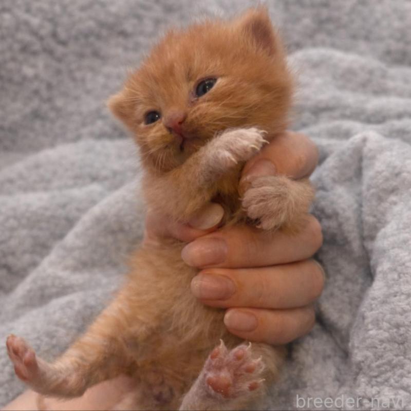 販売中の福岡県のスコティッシュフォールド(折れ耳)-136516の1枚目