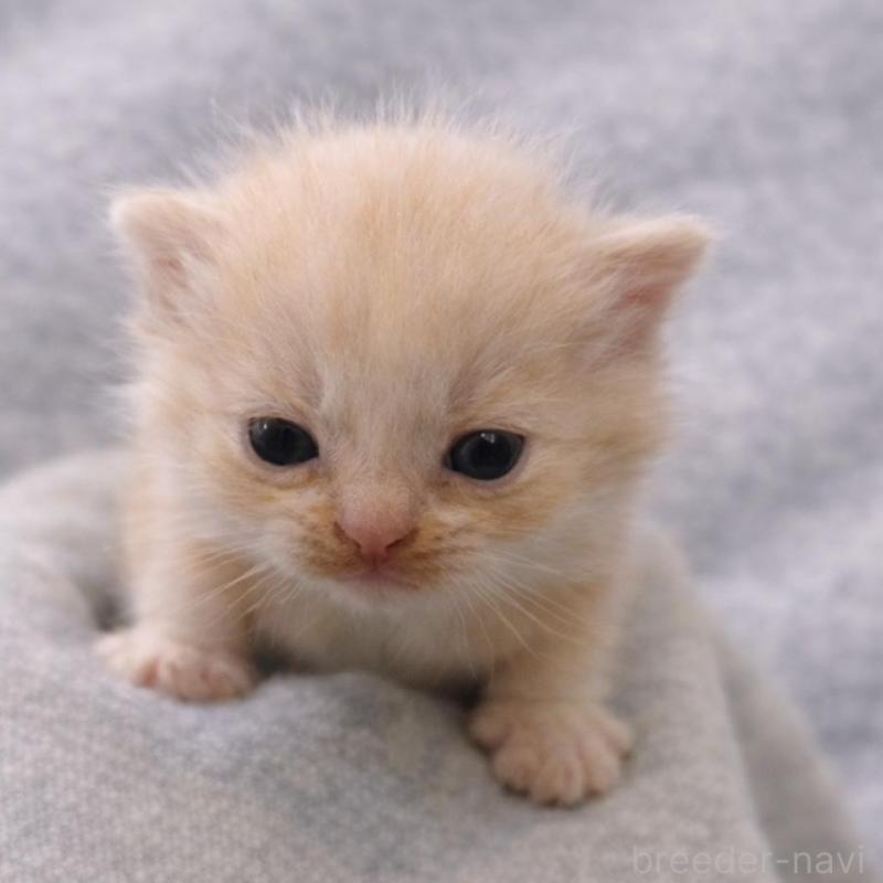 販売中の福岡県のスコティッシュフォールド(折れ耳)-136517