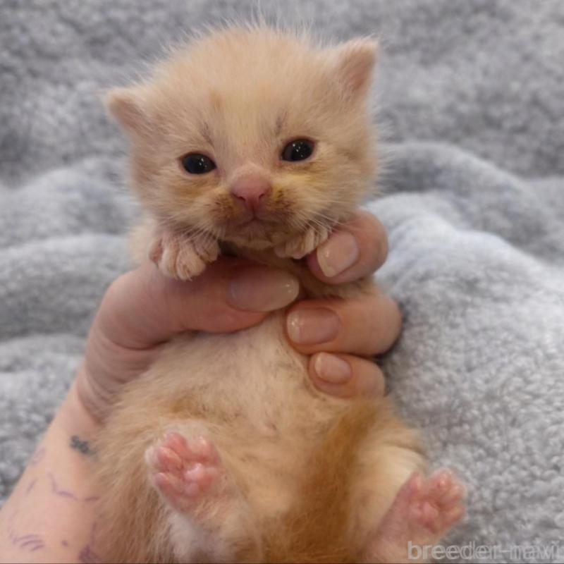 販売中の福岡県のスコティッシュフォールド(折れ耳)-136517の2枚目