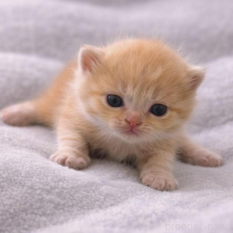 販売中の福岡県のスコティッシュフォールド(折れ耳)-136518の3枚目