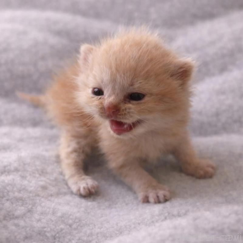 販売中の福岡県のスコティッシュフォールド(折れ耳)-136518の2枚目