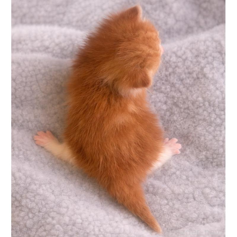 販売中の福岡県のスコティッシュフォールド(折れ耳)-136519の3枚目