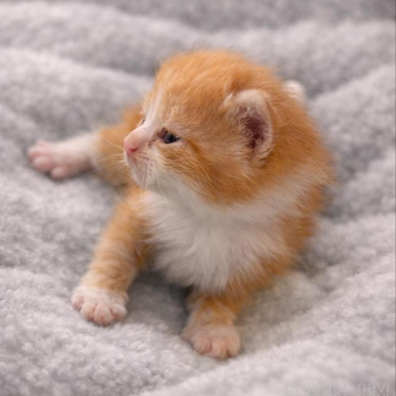 販売中の福岡県のスコティッシュフォールド(折れ耳)-136519の2枚目