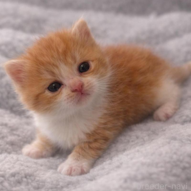 販売中の福岡県のスコティッシュフォールド(折れ耳)-136519