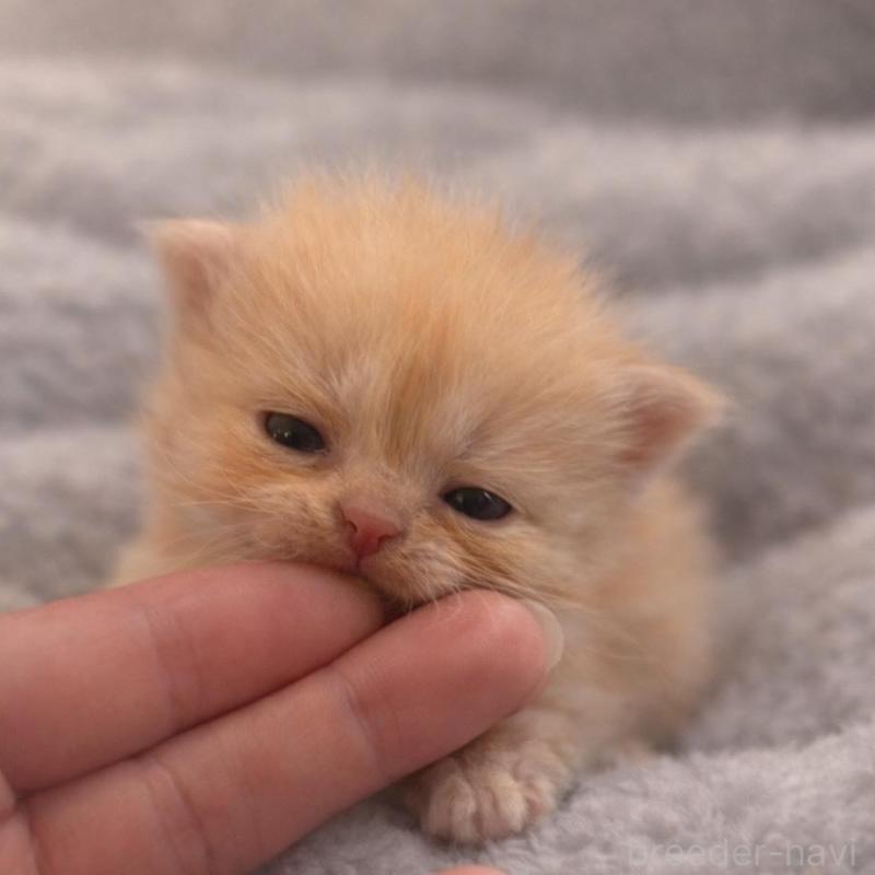 販売中の福岡県のスコティッシュフォールド(折れ耳)-136520の5枚目