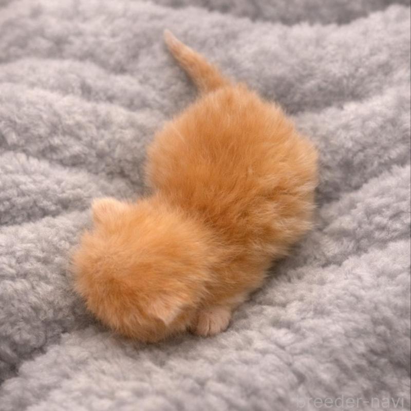 販売中の福岡県のスコティッシュフォールド(折れ耳)-136520の4枚目