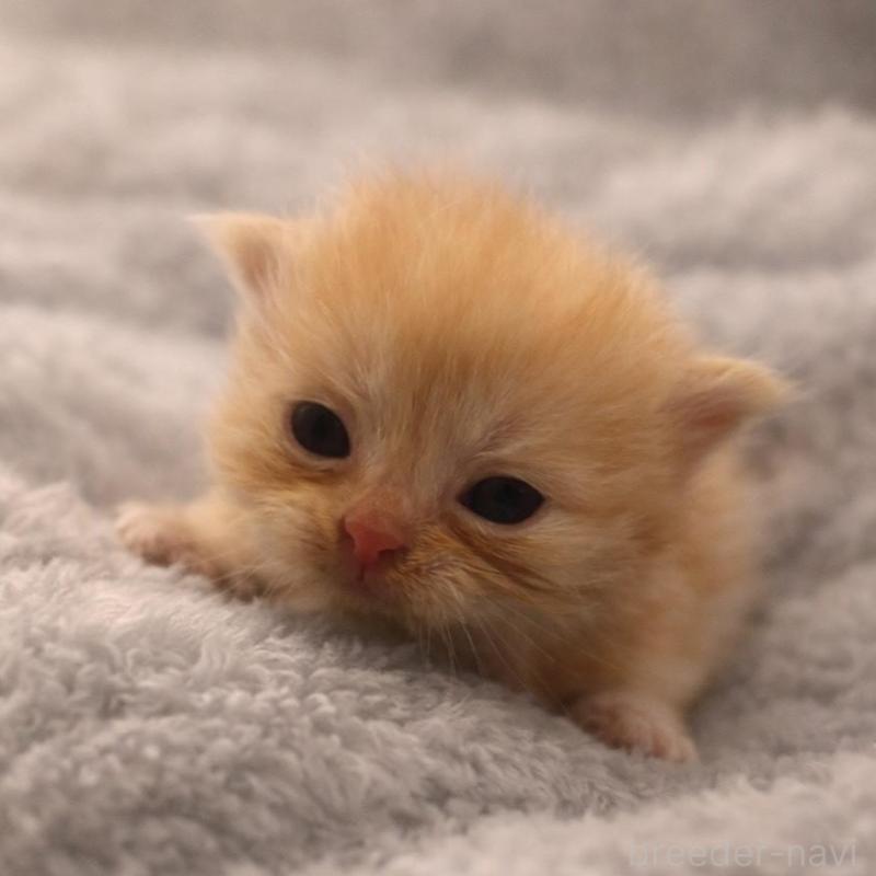 販売中の福岡県のスコティッシュフォールド(折れ耳)-136520の3枚目