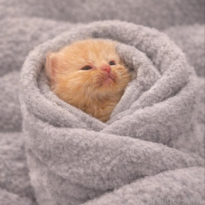 販売中の福岡県のスコティッシュフォールド(折れ耳)-136520の2枚目