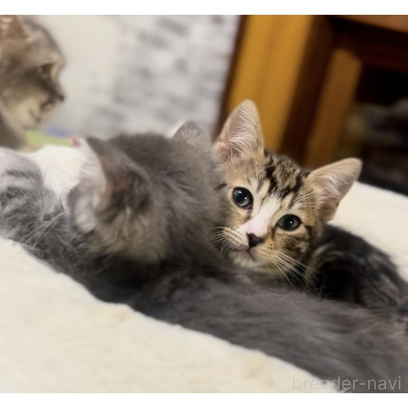 販売中の京都府のマンチカン-136521の8枚目