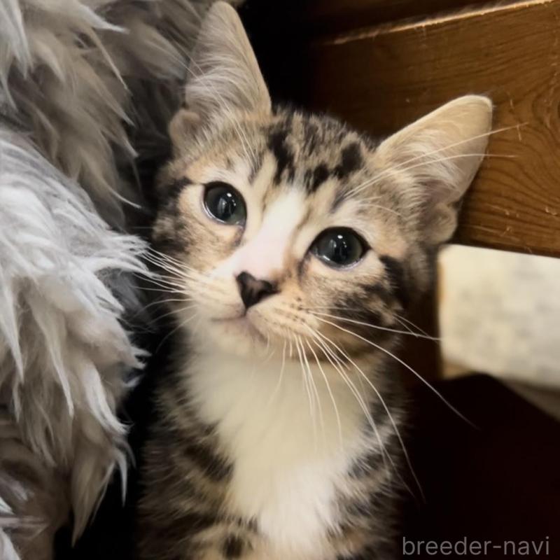 販売中の京都府のマンチカン-136521