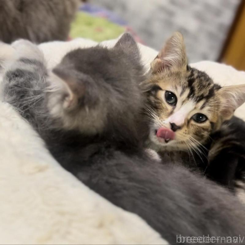 販売中の京都府のマンチカン-136521の7枚目