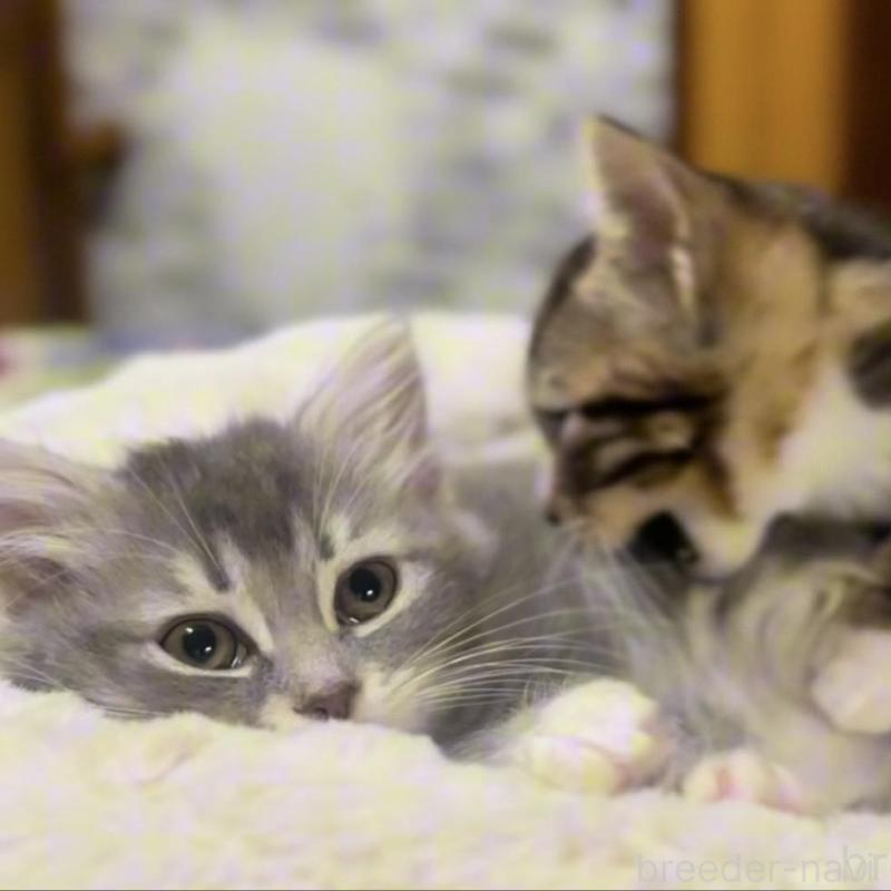 販売中の京都府のマンチカン-136521の6枚目